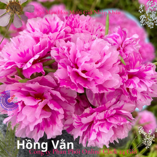 Cành Hoa Mười Giờ Cành Thái Kép MÀU HỒNG VẰN MỚI Cành Tơ Siêu Khỏe Ra Rễ Sau 3 Ngày💐