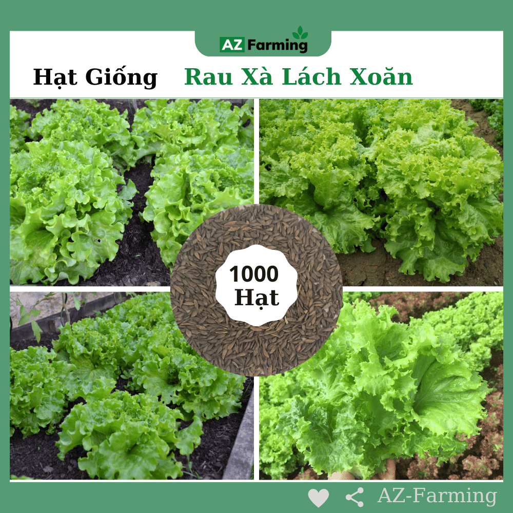 Hạt Giống Rau Xà Lách Xoăn - Gói 1000 Hạt - AZ Farming | Shopee Việt Nam