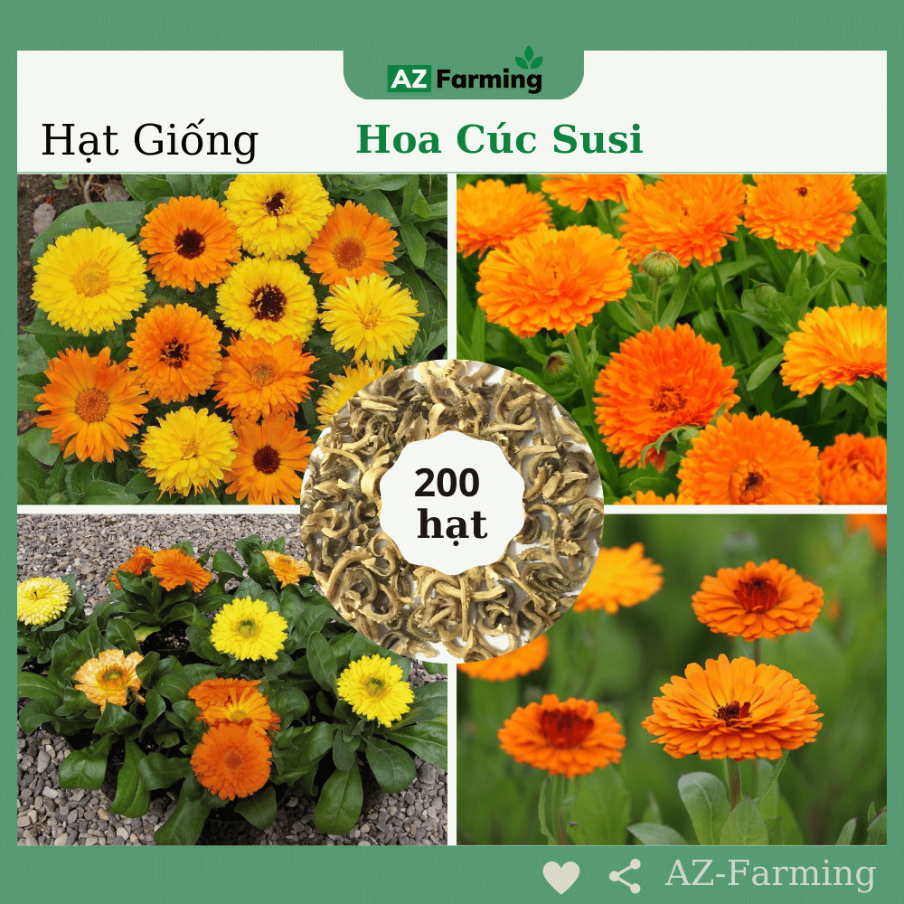 Hạt Giống Hoa Cúc Susi (Cúc Vô Ưu) - Gói 200 Hạt - AZ Farming | Shopee ...