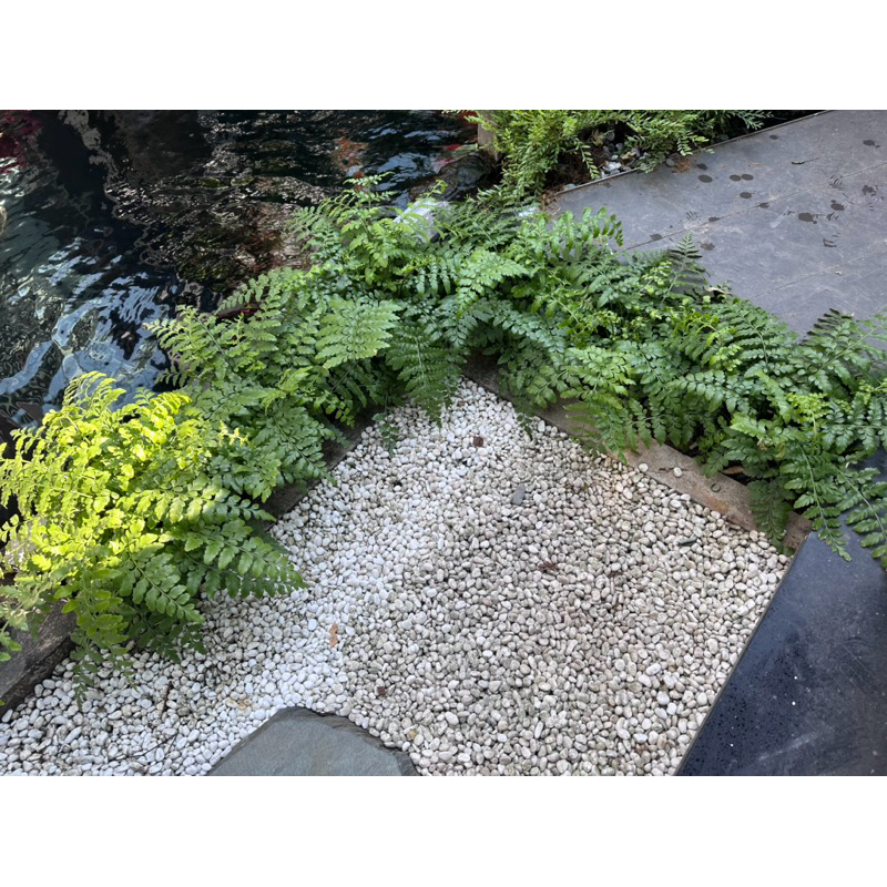 Dương xỉ hà lan trang trí bán cạn, viva, terrarium