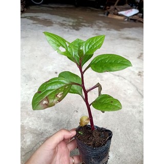 1 bầu cây rau Mồng Tơi Tím tốt cho sức khoẻ