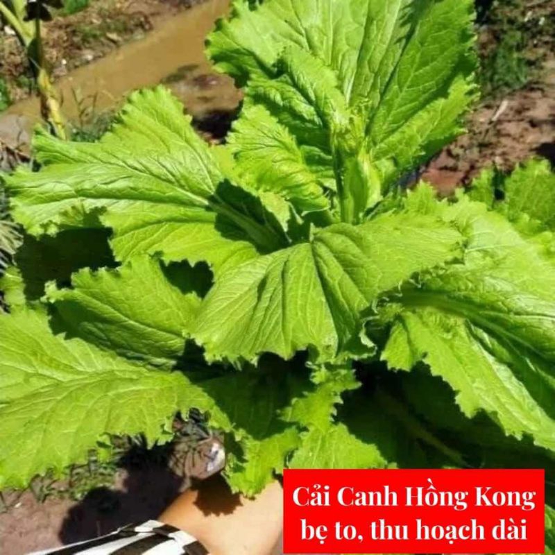 Các Loại Hạt Giống Rau Cải Chọn Lọc, Chịu Nhiệt Tốt, Ăn Ngon Chất Lượng Cao