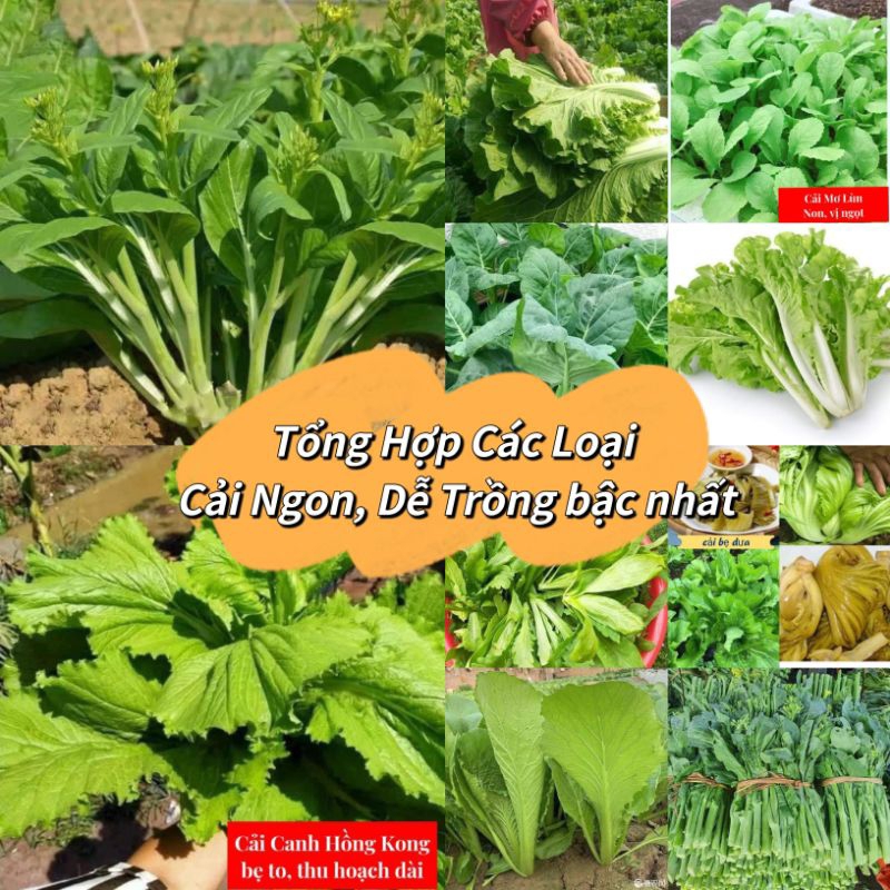 Các Loại Hạt Giống Rau Cải Chọn Lọc, Chịu Nhiệt Tốt, Ăn Ngon Chất Lượng Cao