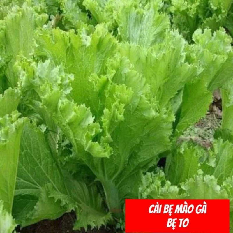 Các Loại Hạt Giống Rau Cải Chọn Lọc, Chịu Nhiệt Tốt, Ăn Ngon Chất Lượng Cao
