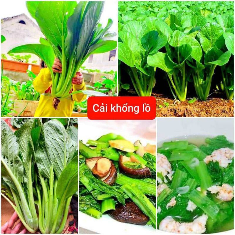 Các Loại Hạt Giống Rau Cải Chọn Lọc, Chịu Nhiệt Tốt, Ăn Ngon Chất Lượng Cao