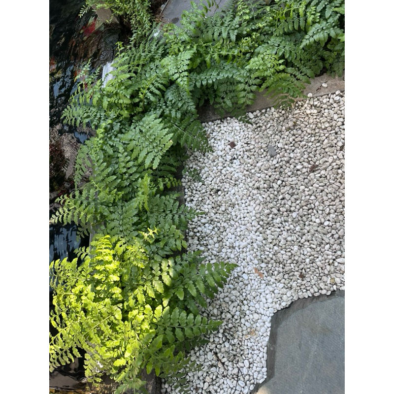 Dương xỉ hà lan trang trí bán cạn, viva, terrarium