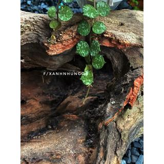 Chậu treo Hoya Curtisii - Dây leo áo lính - decor xinh - |Vườn Như Ngọc|