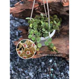 Chậu treo Hoya Curtisii - Dây leo áo lính - decor xinh - |Vườn Như Ngọc|