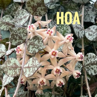 Chậu treo Hoya Curtisii - Dây leo áo lính - decor xinh - |Vườn Như Ngọc|