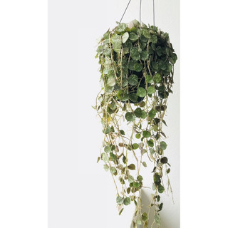 Chậu treo Hoya Curtisii - Dây leo áo lính - decor xinh - |Vườn Như Ngọc|