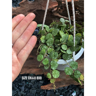 Chậu treo Hoya Curtisii - Dây leo áo lính - decor xinh - |Vườn Như Ngọc|