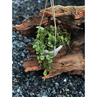 Chậu treo Hoya Curtisii - Dây leo áo lính - decor xinh - |Vườn Như Ngọc|