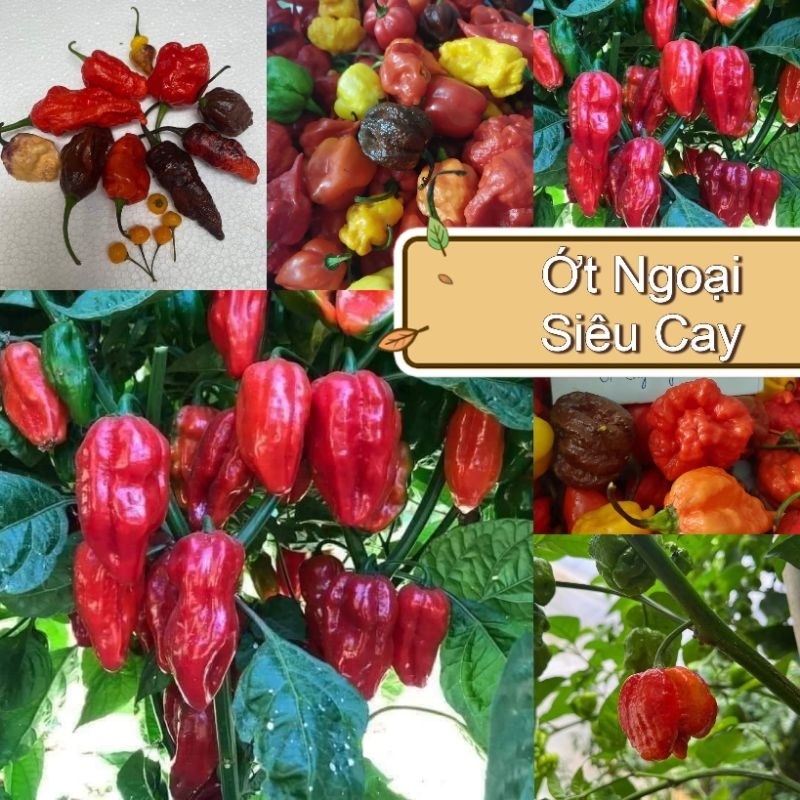 Combo 10 hạt giống ớt ngoại các loại siêu cay, thơm ngon
