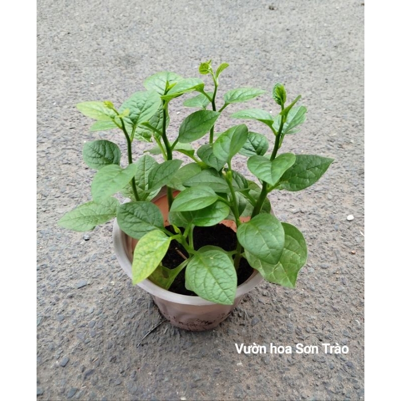 (VHST giao trong ngày) CÂY RAU CÁC LOẠI - RAU MỒNG TƠI. | Shopee Việt Nam