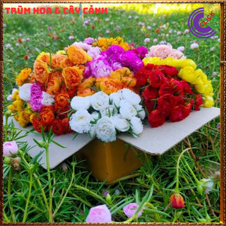 [Xả Vườn Cực Rẻ] Cành Hoa Mười Giờ Nhiều Màu Chuẩn Thái Kép Cành Tơ Khỏe Ra Rễ Sau 3 Ngày SHOP PP ONLINE CLICK 24 GIỜ