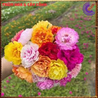 [Xả Vườn Cực Rẻ] Cành Hoa Mười Giờ Nhiều Màu Chuẩn Thái Kép Cành Tơ Khỏe Ra Rễ Sau 3 Ngày SHOP PP ONLINE CLICK 24 GIỜ