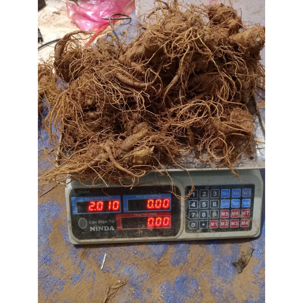 Tam Thất Bắc Loại 1 Lai Châu Hàng chuẩn chất lượng cao 1kg