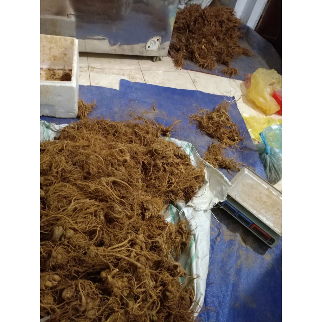 Tam Thất Bắc Loại 1 Lai Châu Hàng chuẩn chất lượng cao 1kg