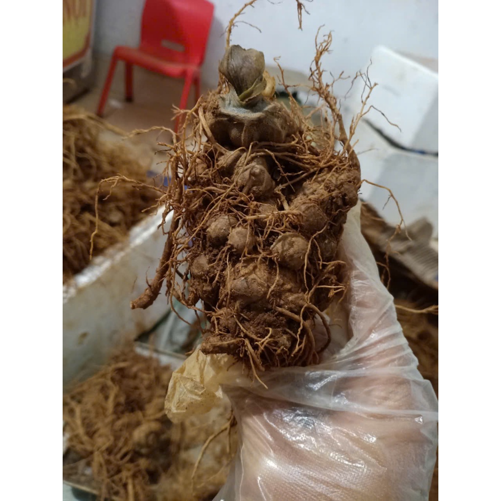 Tam Thất Bắc Loại 1 Lai Châu Hàng chuẩn chất lượng cao 1kg