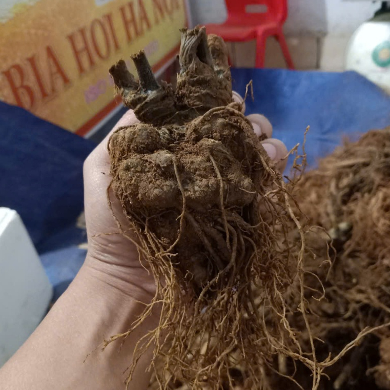 Tam Thất Bắc Loại 1 Lai Châu Hàng chuẩn chất lượng cao 1kg