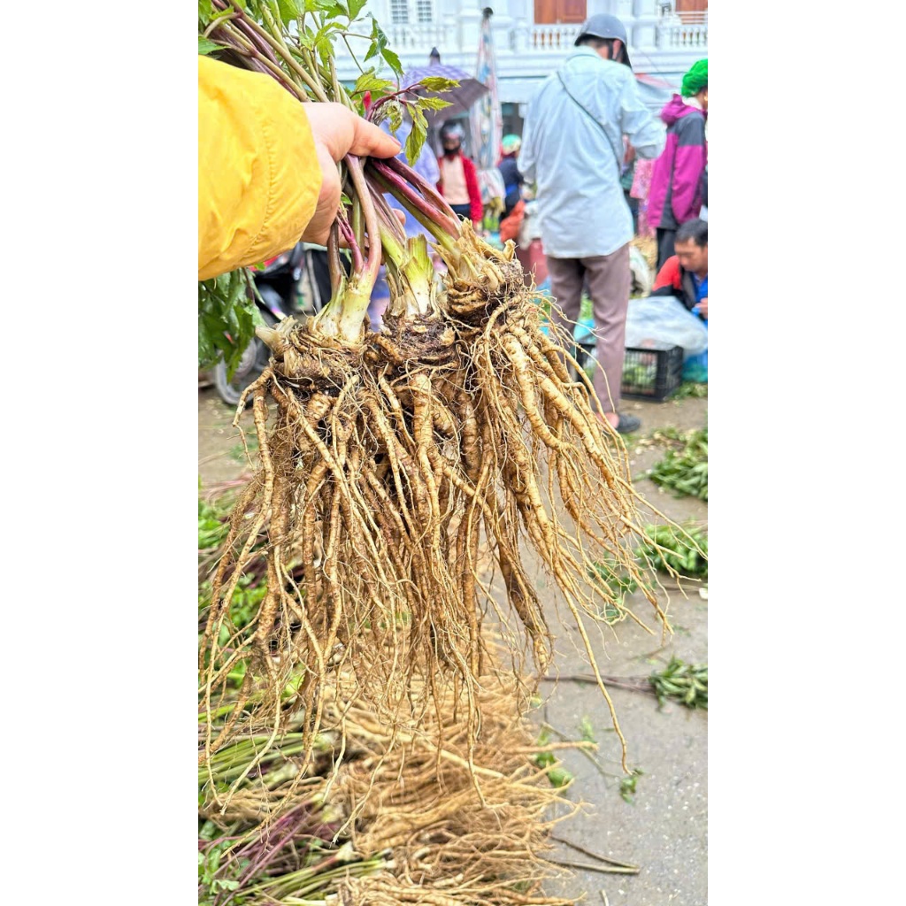 Sâm Đương Quy Sìn Hồ Lai Châu size 1 củ/1kg