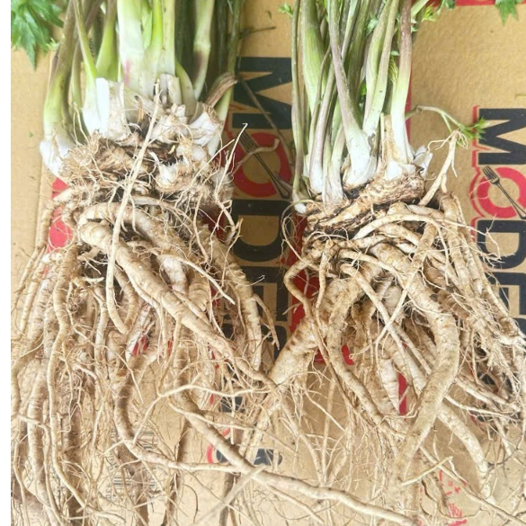 Sâm Đương Quy Sìn Hồ Lai Châu size 1 củ/1kg