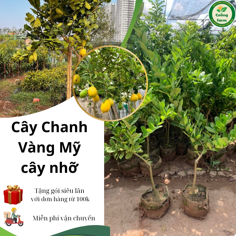 Cây Giống Chanh Vàng Mỹ Choai, Cây Cho Trái Rất Sai, Vỏ Chanh Dày ...