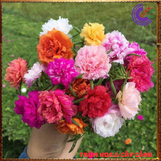 [Xả Vườn Cực Rẻ] Cành Hoa Mười Giờ Nhiều Màu Chuẩn Thái Kép Tơ Khỏe Ra Rễ Sau 3 Ngày Siêu Thị Hoa