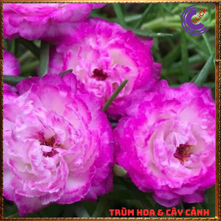 Cành Giống Hoa Mười Giờ Thái Kép MÀU TRẮNG VIỀN TÍM MỚI Cành Tơ Siêu Khỏe Ra Rễ Sau 3 Ngày🌷