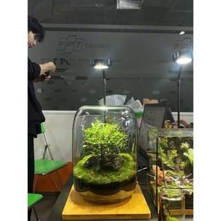 Terrarium bể trụ tròn cây cô đơn