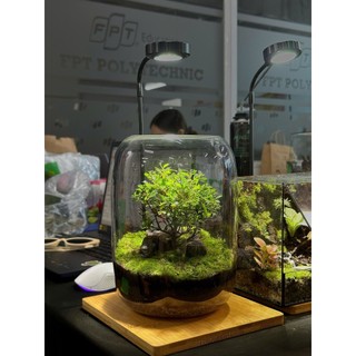 Terrarium bể trụ tròn cây cô đơn