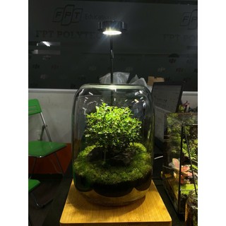 Terrarium bể trụ tròn cây cô đơn
