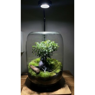 Terrarium bể trụ tròn cây cô đơn
