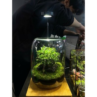 Terrarium bể trụ tròn cây cô đơn