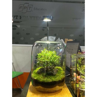Terrarium bể trụ tròn cây cô đơn