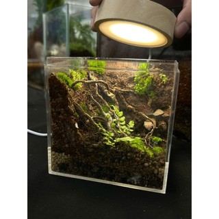 Bể Terrarium cubic mini set up theo nhu cầu của khách hàng