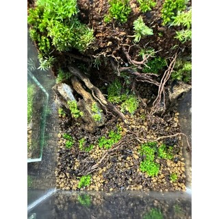 Bể Terrarium cubic mini set up theo nhu cầu của khách hàng