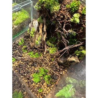 Bể Terrarium cubic mini set up theo nhu cầu của khách hàng