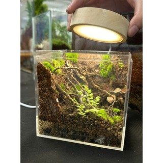 Bể Terrarium cubic mini set up theo nhu cầu của khách hàng