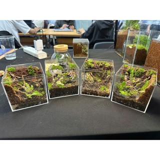 Bể Terrarium cubic mini set up theo nhu cầu của khách hàng