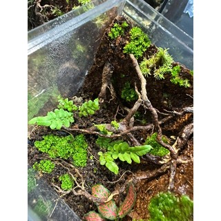 Bể Terrarium cubic mini set up theo nhu cầu của khách hàng