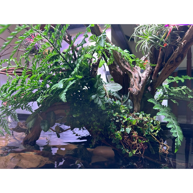Dương xỉ hà lan trang trí bán cạn, viva, terrarium
