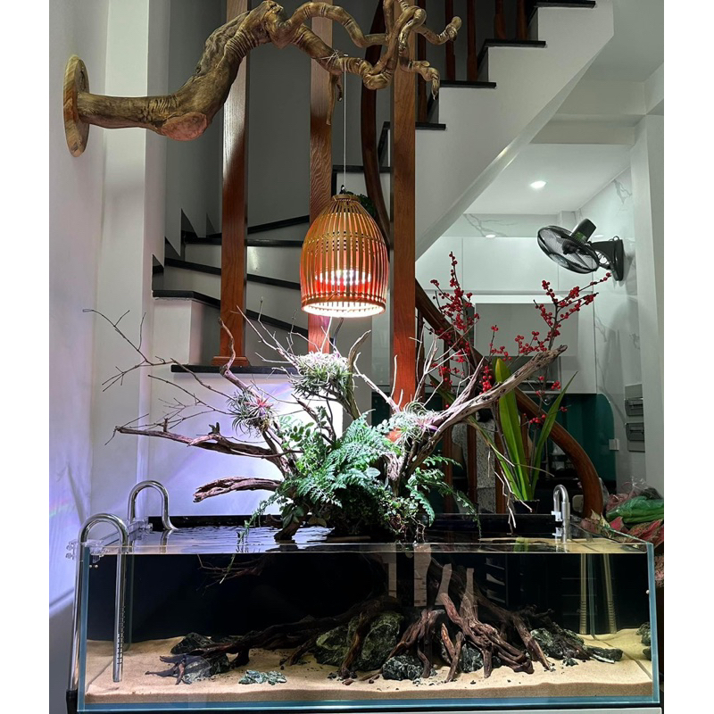 Dương xỉ hà lan trang trí bán cạn, viva, terrarium