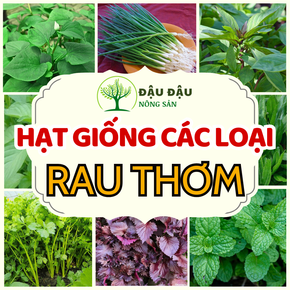 Hạt giống rau thơm, rau gia vị (bạc hà, húng lủi, diếp cá, hẹ, quế, ngò ...