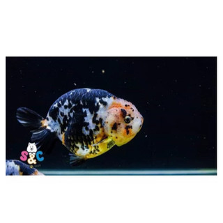 cám gold fish (YEE) thức ăn giàu dinh dưỡng cho cá vàng,ba đuôi ,ranchu ,oranda