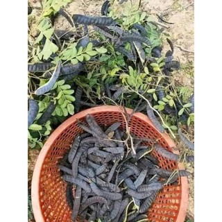 1kg bồ kết khô xông nhà gội đầu, xông phòng chống dịch