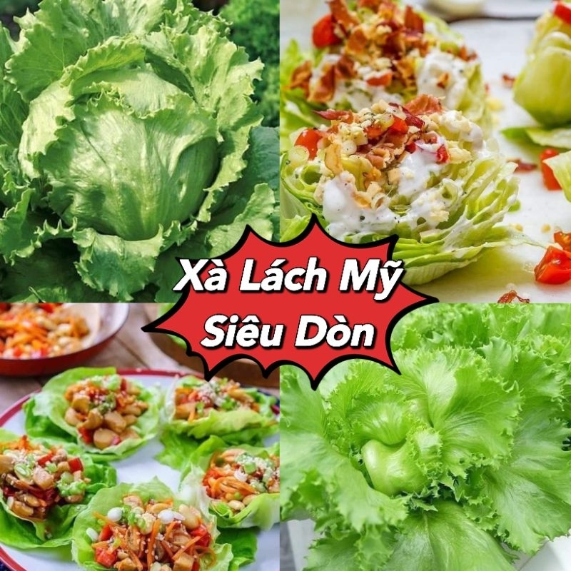 ☘️❤️hạt giống xà lách Mỹ ❤️dòn ngon 😍🧡Freeship ❤️💥chất lượng cao