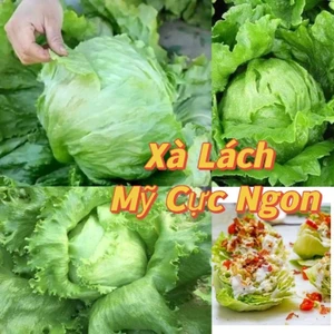 Hạt Giống Xà Lách Mỹ Cuộn Dòn ♥️ Ăn Non Cực Ngon, Búp To Năng Suất Cao