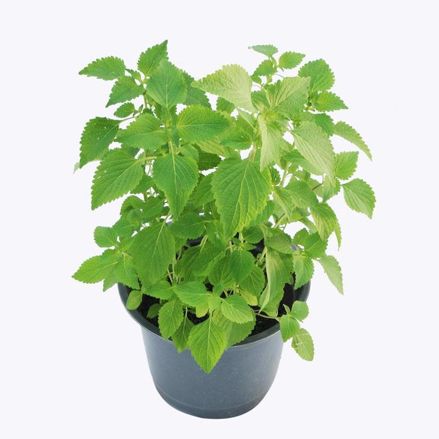 5 Cành Giống Rau Kinh Giới Tươi Đã Xử Lý Kích Rễ - CANH NÔNG - KVT