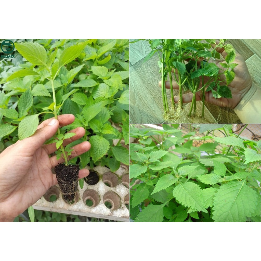 5 Cành Giống Rau Kinh Giới Tươi Đã Xử Lý Kích Rễ - CANH NÔNG - KVT